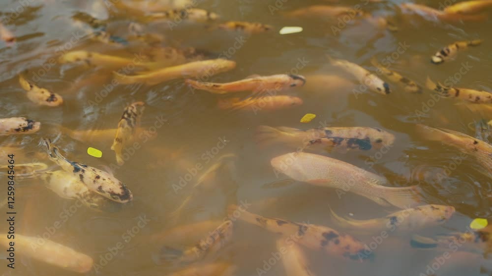 High angle view of Koi carps fish or Gold fish swimming gracefully in the pond High angle view of Koi carps fish or Gold fish swimming gracefully in the pond