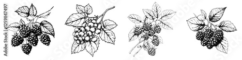 Blackberry plant illustrations showcasing different growth stages and ripe fruits for botanical study