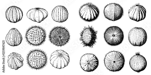 Collection of detailed black and white illustrations of various types of sea urchins and echinoderms found in ocean environments