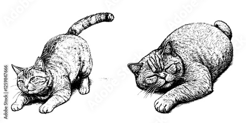 Cats stretching comfortably in an artistic sketch, showcasing their playful and relaxed demeanor