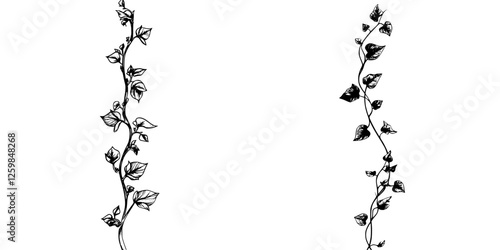 Black and white illustration of creeping vines with leaves along two vertical borders in a minimalist design