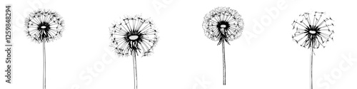 Wallpaper Mural Dandelion stages of growth and transformation captured in intricate black and white detail Torontodigital.ca