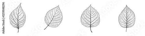 Detailed sketches of leaves showcasing intricate vein patterns and delicate structures, perfect for nature enthusiasts and artists