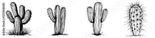 Cacti illustrations showcasing different species and shapes in a black and white drawing style