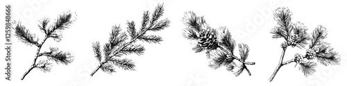 Pine tree branches with needles and cones arranged in a decorative composition