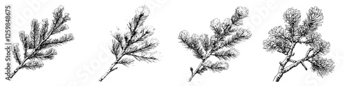 Detailed black and white illustration of various evergreen branches depicting multiple perspectives and textures for botanical study