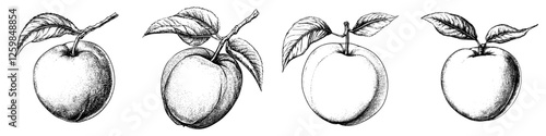 Historical sketch of different apple varieties showcasing their distinct shapes and features
