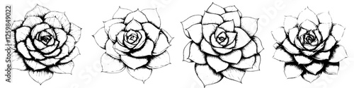 Detailed black and white sketches of succulents arranged in a row showcasing unique designs and textures