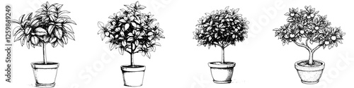 Detailed sketches of various potted plants showcasing different forms and growth styles