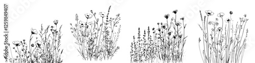 Beautiful wildflowers displayed in detailed black and white illustrations showcasing various species and their natural growth patterns
