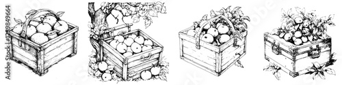 Various wooden crates filled with apples under a tree in a rustic setting during harvest time