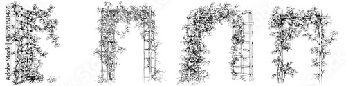 Hand drawn vector illustration of garden trellises adorned with climbing roses in a natural setting