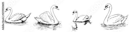Elegant hand-drawn vector illustration of swans gracefully swimming in a serene lake setting
