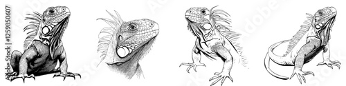 Hand-drawn vector illustration showcasing four unique iguanas in various poses and angles