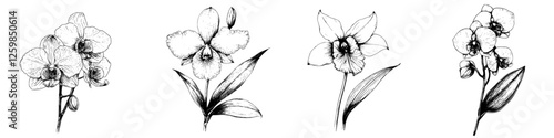 Beautiful hand-drawn vector illustration of various orchid flowers showcasing intricate details and artistic design