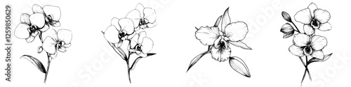 Hand-drawn vector illustration of various orchid flowers in detailed and elegant style