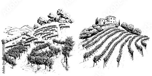 Hand-drawn vector illustration of vineyards on rolling hills with a scenic farmhouse in the background
