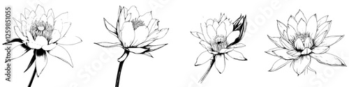 Hand-drawn vector illustration of blooming lotus flowers with intricate details showcasing different stages of growth