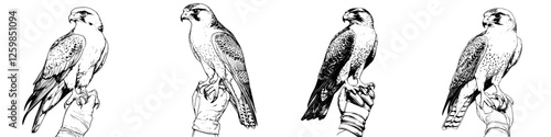 Hand-drawn vector illustration of falcons perched on a gloved hand in a vintage style outdoors