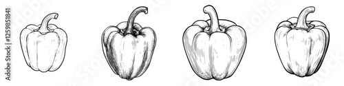 Hand-drawn vector illustration of colorful bell peppers in various positions showcasing their unique shapes and details