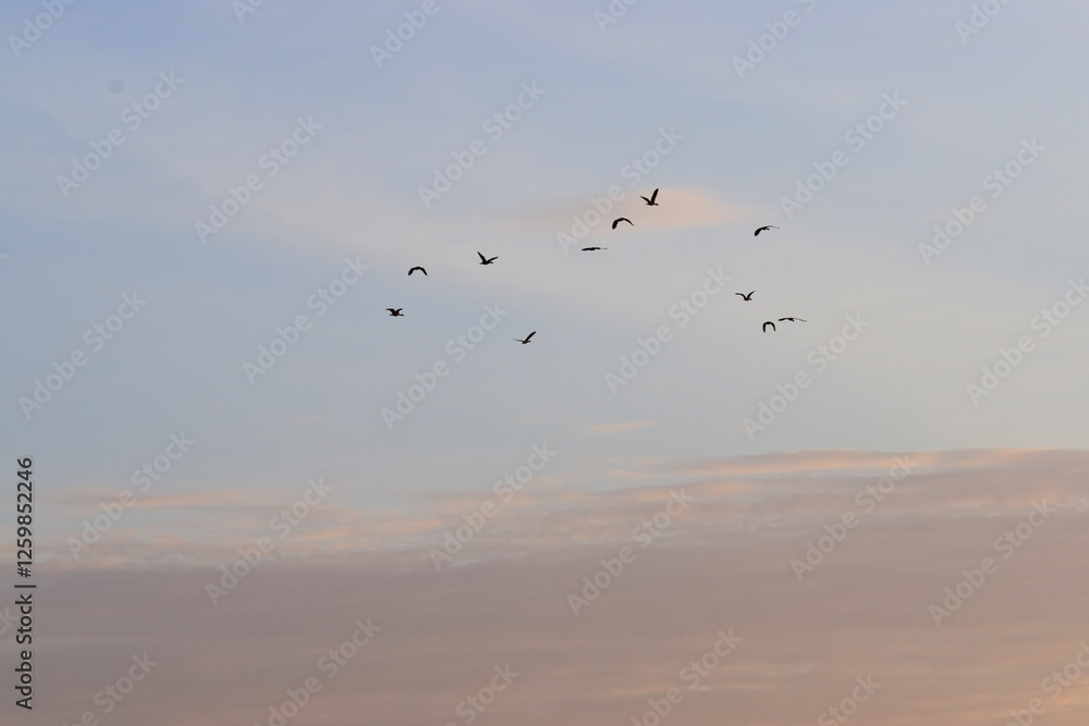 Fototapeta premium birds in flight