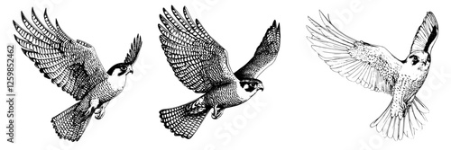 Unique hand drawn vector illustration of birds in flight displaying various wing positions and intricate feather details