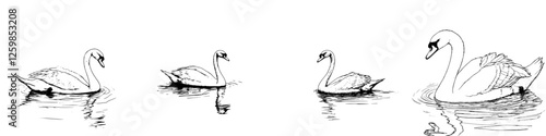 Elegant swans gliding across serene water captured in a hand-drawn vector style illustration