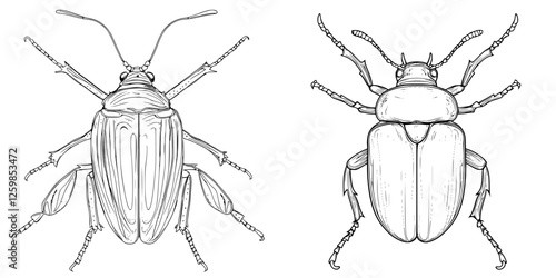 Two detailed hand-drawn vector illustrations of beetles showcasing unique characteristics and distinct features