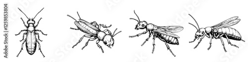 Illustration depicting various hand-drawn ants in different perspectives and stages of life in a natural setting