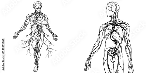 Human anatomy vector illustration showcasing the circulatory and nervous systems in hand-drawn style with intricate details