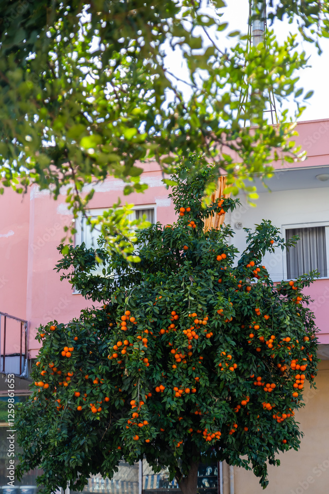 Obraz premium orange tree in the city