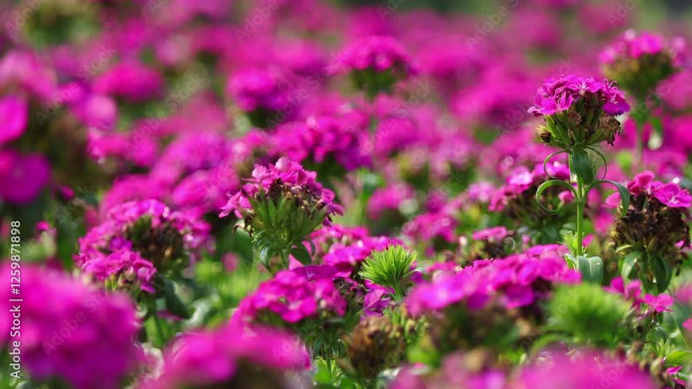 Selective focus of beautiful Dianthus flower, Snowfire flower or Sweet William flower blooming in garden on flower festival, pink flowers. Selective focus of beautiful Dianthus flower, Snowfire flower or Sweet William flower blooming in garden on flower festival, pink flowers.