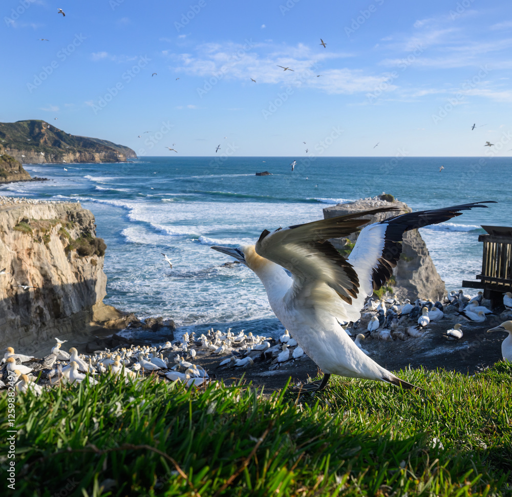 Gannet taking off at Muriwai Gannet Colony. Auckland.
