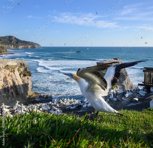 Obraz na płótnie Gannet taking off at Muriwai Gannet Colony. Auckland. w salonie