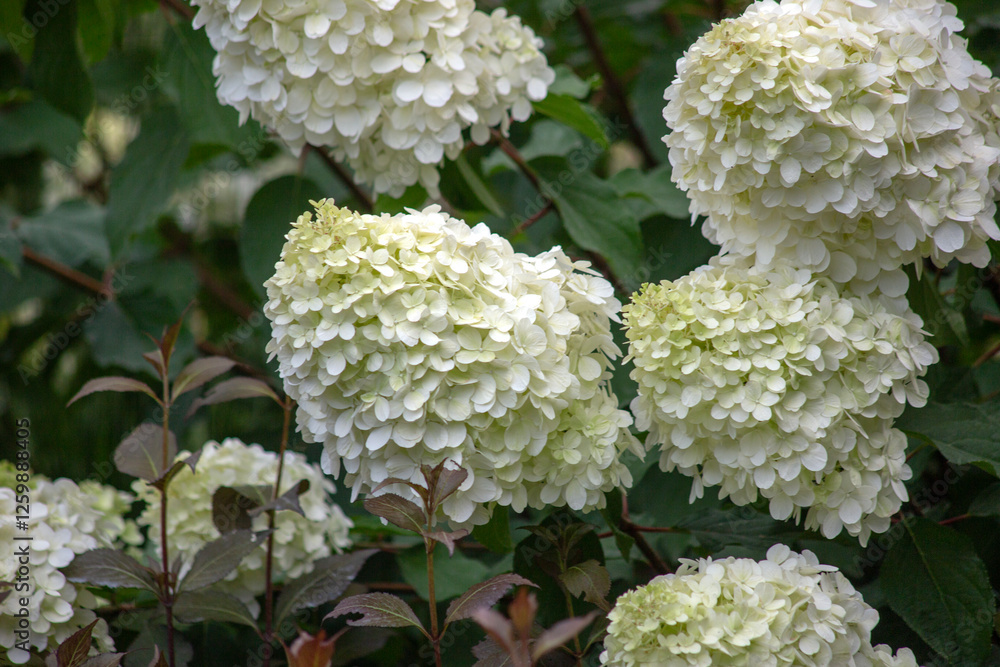 White green background of branches, flowers and leaves of white hydrangea White green background of branches, flowers and leaves of white hydrangea