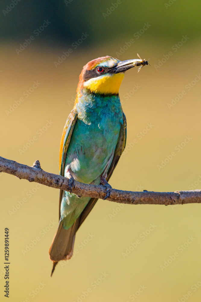 Obraz premium A European Bee-eater with Prey