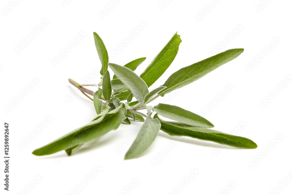A sprig of fresh sage with soft green, velvety leaves. The leaves are elongated and aromatic, perfect for culinary use, isolated on a white background A sprig of fresh sage with soft green, velvety leaves. The leaves are elongated and aromatic, perfect for culinary use, isolated on a white background
