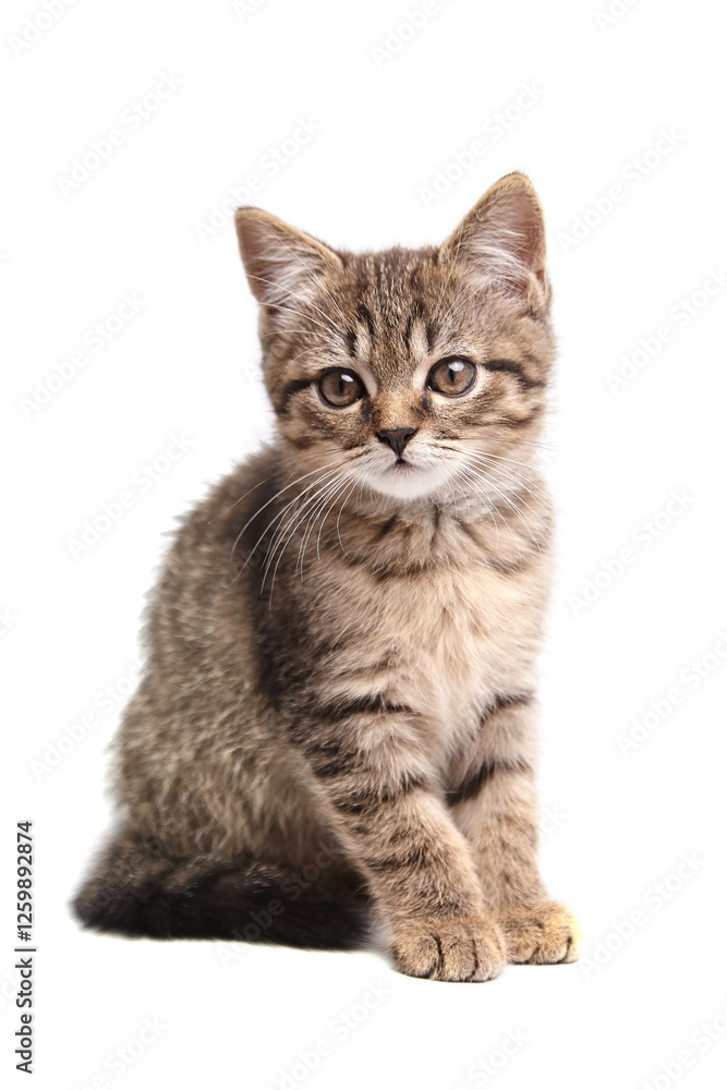 Cute tabby kitten sitting with perked ears and large, curious eyes. Its fluffy striped fur, delicate whiskers, and calm posture convey innocence and curiosity Cute tabby kitten sitting with perked ears and large, curious eyes. Its fluffy striped fur, delicate whiskers, and calm posture convey innocence and curiosity