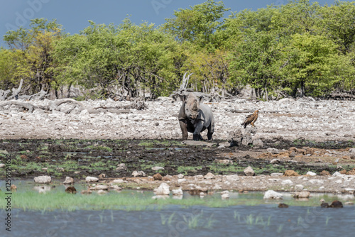 Black Rhino and Tawny eagle on shore at Rietfountain waterhole in Mopane treeveld countryside, Etosha, Namibia photo