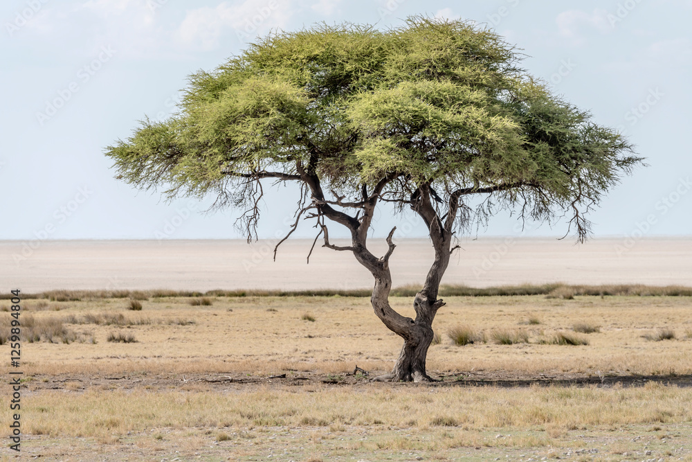 big camel-thorn tree on sweet grassveld on lime countryside, near Salvadora waterhole, Etosha, Namibia