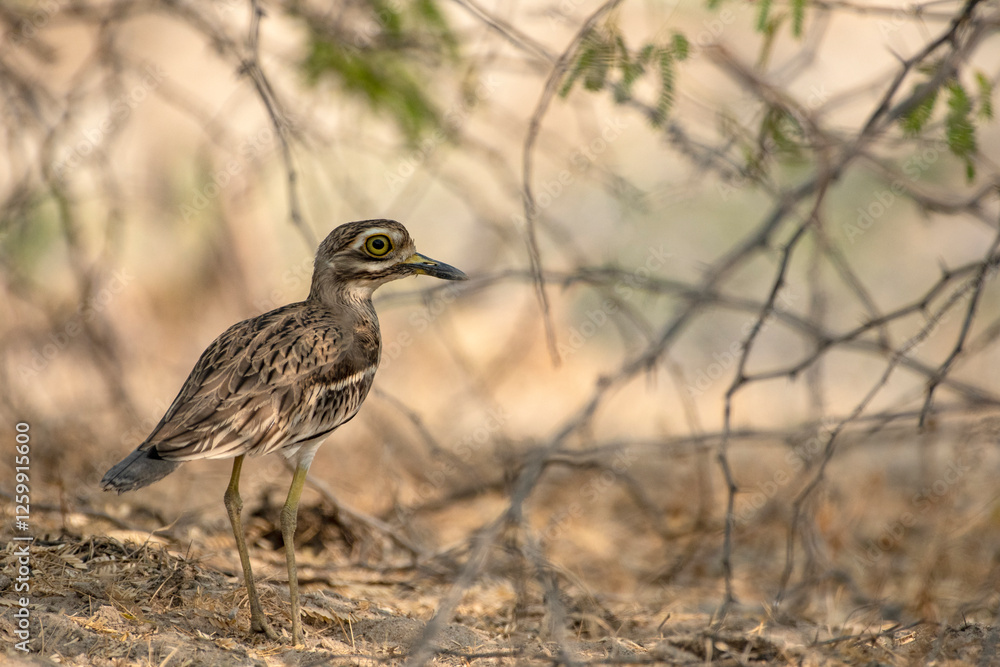 Great Indian Thick-Knee Bird in the Wild at Little Rann of Kutch Great Indian Thick-Knee Bird in the Wild at Little Rann of Kutch