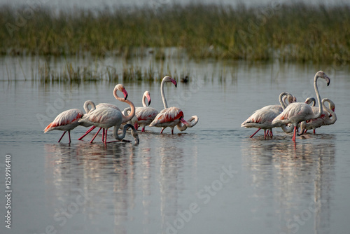 Greater Flamingos Foraging in Shallow Waters at Little Rann of Kutch photo