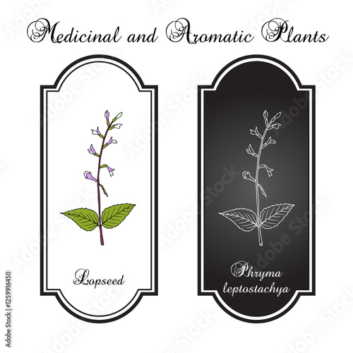 Lopseed (Phryma leptostachya), medicinal plant. Hand drawn vector illustration