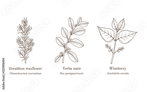 Collection of edible and medicinal plants