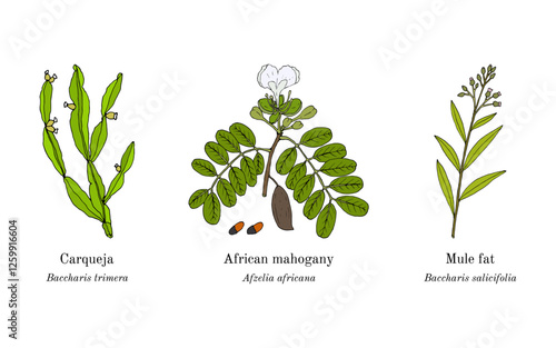 Collection of edible and medicinal plants