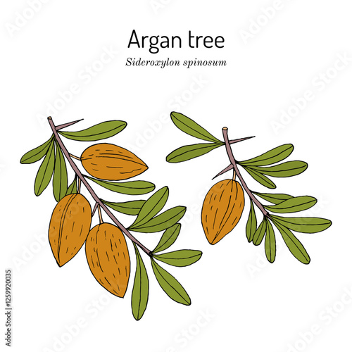 Argan tree (Sideroxylon spinosum), edible and medicinal plant. Hand drawn vector illustration