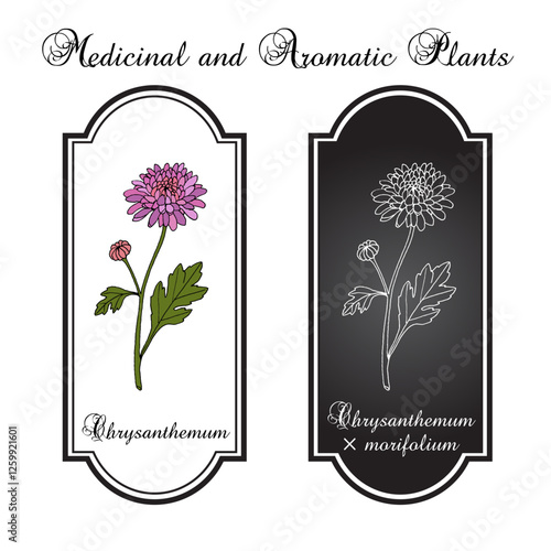 Florists daisy, or hardy garden mum (Chrysanthemum × morifolium), medicinal and ornamental plant. Hand drawn vector illustration