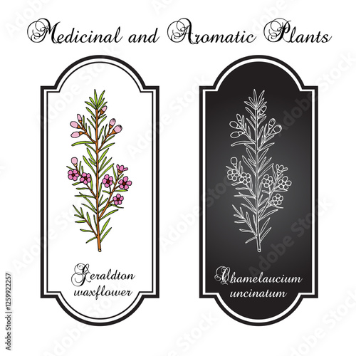 Geraldton waxflower (Chamelaucium uncinatum), ornamental and edible plant. Hand drawn vector illustration