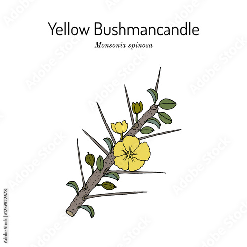 Yellow bushmancandle (Monsonia spinosa), african plant