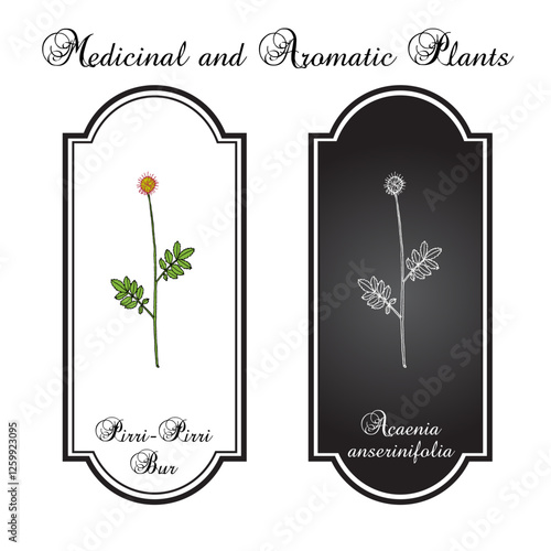 Pirri-Pirri Bur (Acaenia anserinifolia), medicinal plant. Hand drawn vector illustration